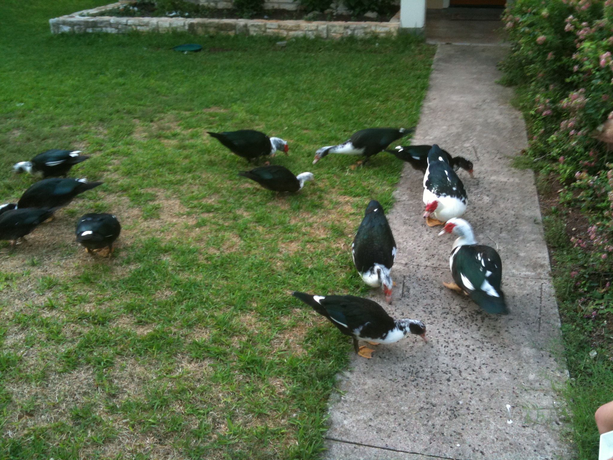 duck poop